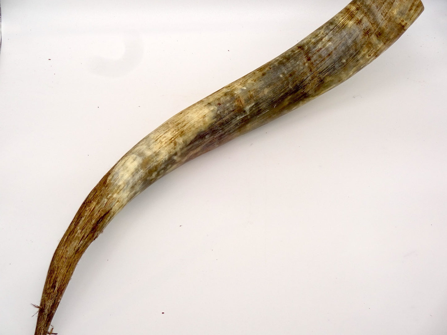 Dekohorn